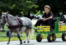 Boy and his dog. Taken during Kidron bicentennial parade naik delman